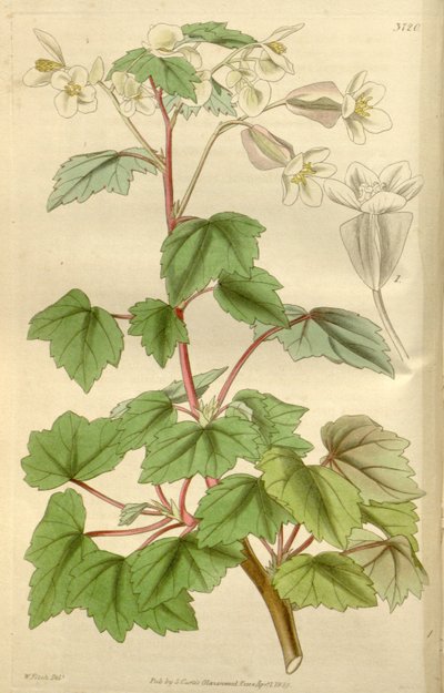 Begonia dregei as Begonia parvifolia Graham by Hooker